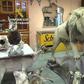 Spanish police seized many of the stuffed animals at a warehouse in the Alicante region