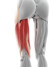 Thigh muscles, artwork