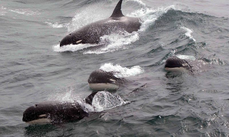 Scientists Track Type D Killer Whales, Rarely Seen by Humans