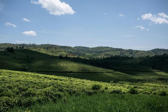 Beautiful but dangerous: A view across the JTN tea plantation in a region of eastern DR Congo known as 'the Switzerland of Africa.' The verdant region is also riddled with brutal militias, who often clash over land