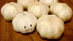 Garlic