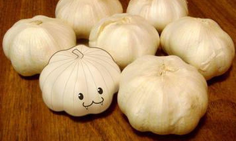 Garlic