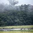Gabon is heavily forested and the timber industry is hugely important for the economy