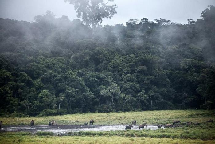 Gabon is heavily forested and the timber industry is hugely important for the economy