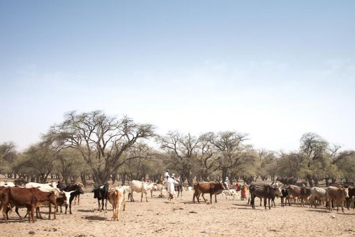 A stock-breeder with cattle on a trail in Chad's Ouaddai region, where changing conditions contribute to clashes between nomads and settled farmers