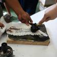 The MacArthur competition is the Philippines' longest homing pigeon race