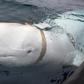 The origin of the whale remains unknown more than a week after it was first spotted
