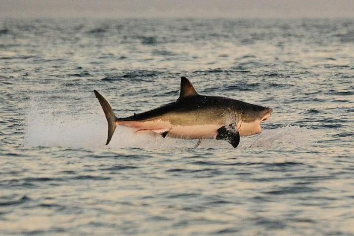 Great white sharks fitted with cameras on their dorsal fins have been filmed for the first time stalking prey in dense kelp forests long thought to be no-go zones for the top-level predators