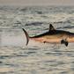 Great white sharks fitted with cameras on their dorsal fins have been filmed for the first time stalking prey in dense kelp forests long thought to be no-go zones for the top-level predators