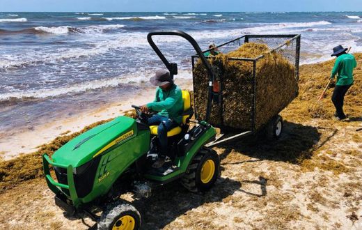Workers remove smelly Sargassum seaweed from the beach near Tulum in Quintana Roo State, Mexico