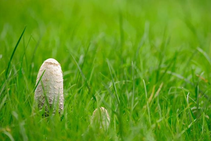 Dr. Pimple Popper Pops Entire Pilar Cyst On Head