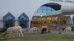Birds and ruminants invade Gambia airport