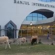 Birds and ruminants invade Gambia airport