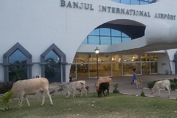 Birds and ruminants invade Gambia airport