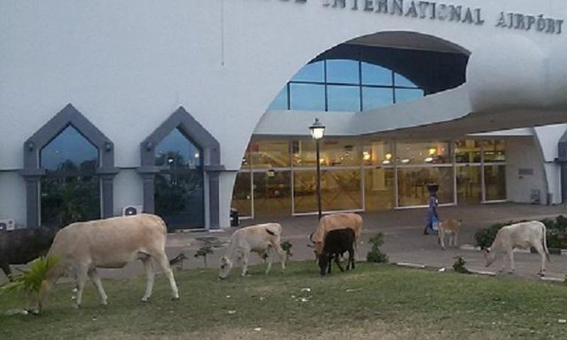 Birds and ruminants invade Gambia airport