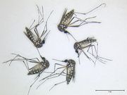Mosquitoes repellent