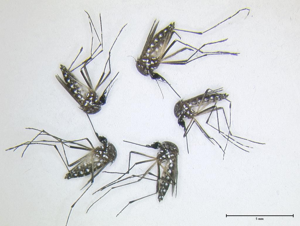 Mosquitoes repellent