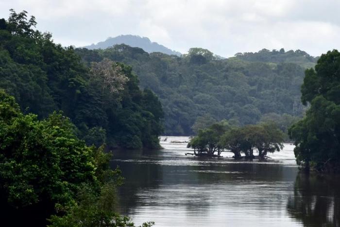 Gabon has banned exploitation of the 'sacred' kevazingo wood -- but a huge consignment destined for illegal export has gone missing
