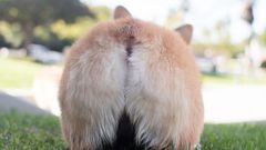 Why Is My Butthole Itchy AF Right Now?