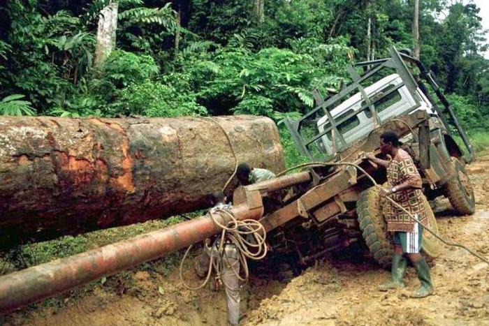 Timber treasure: Gabon is home to rich tropical forests -- but its stewardship is coming under close scrutiny by environmental watchdogs
