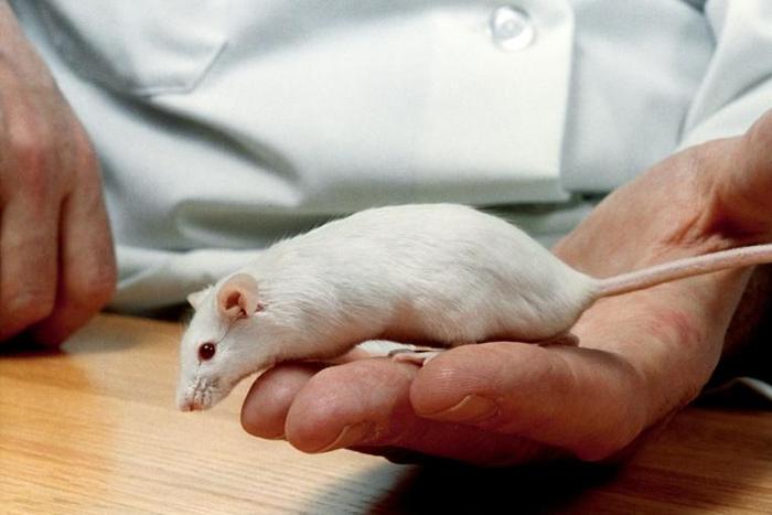 For half a century, scientists focused their studies nearly exclusively on male mice, rats and primates, so that the model of a male animal brain became considered the baseline for a normal human brain
