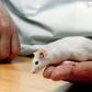 For half a century, scientists focused their studies nearly exclusively on male mice, rats and primates, so that the model of a male animal brain became considered the baseline for a normal human brain