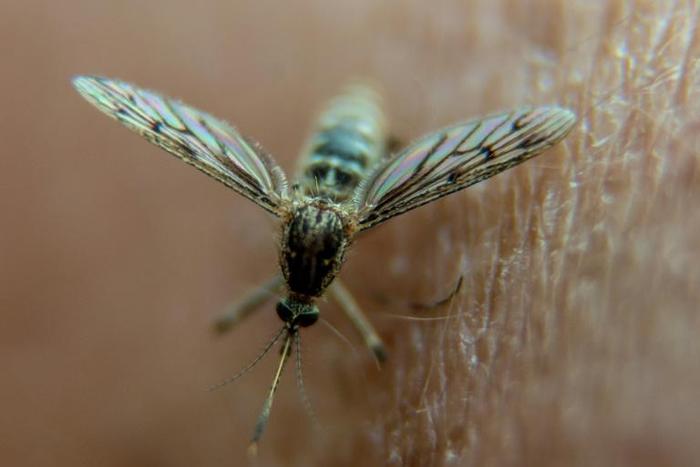 In 2017, the number of malaria cases climbed to 219 million, a sign that long-standing progress is being reversed