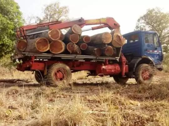 Police impounds 2 trucks of rosewood belonging to another Chinese national