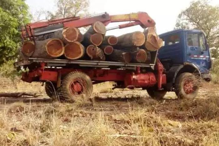 Police impounds 2 trucks of rosewood belonging to another Chinese national