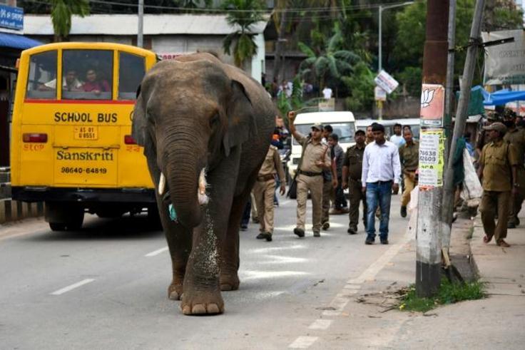 The elephant pushed some vehicles but caused no major damage as forest and police officials followed at a safe distance