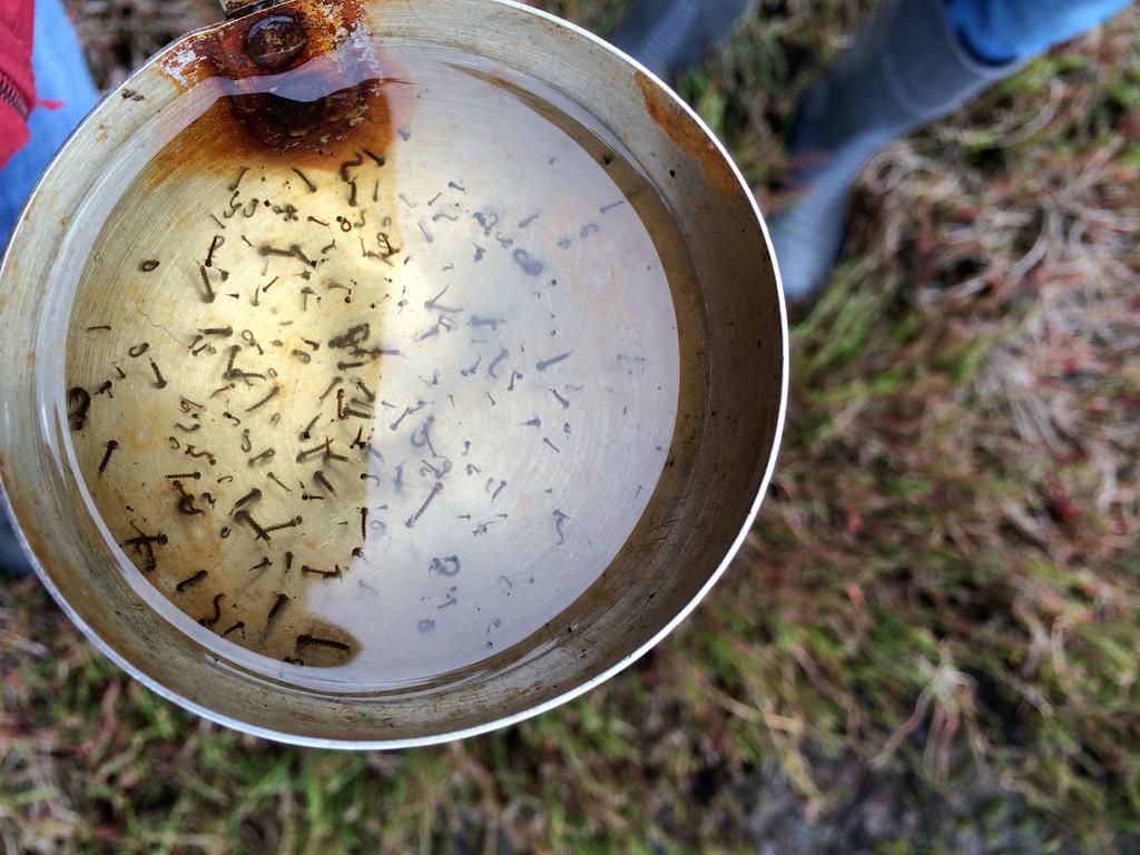 Mosquitoe breeding place