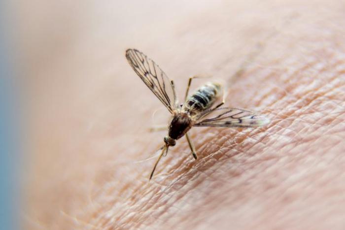 Malaria is spread to people by mosquitos, which transfer the parasite while sucking blood from humans