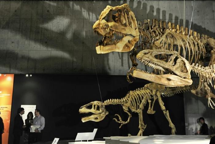 Dinosaur skeletons on display at Tokyo's Science Museum