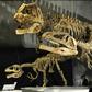 Dinosaur skeletons on display at Tokyo's Science Museum
