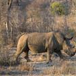 In 2018, 769 rhinos were killed by poachers in South Africa, the government said