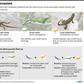A six-year study of lizards on a string of remote Caribbean islands found that the arrival of a predator can create competition that can be devastating