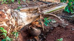 Palm wine tapper remanded for burning son’s feet over stew