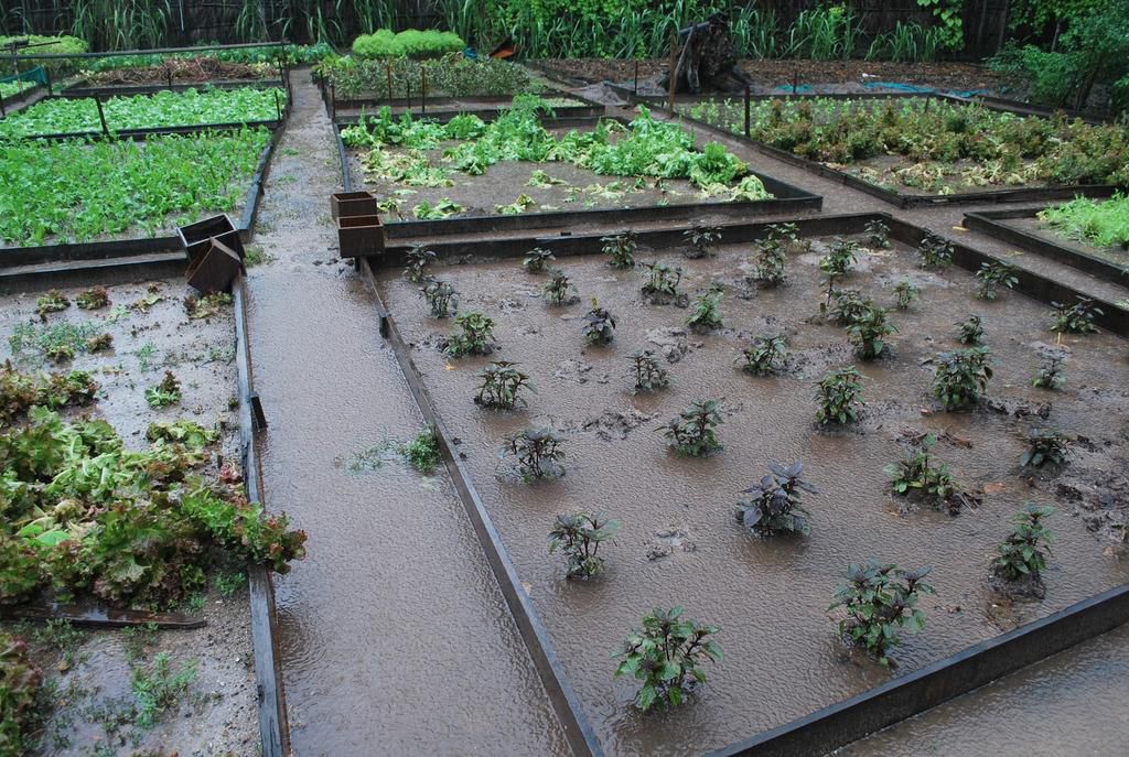 vegetable farm flooded with dirty water
