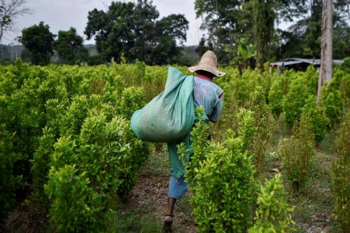 A Venezuelan migrant working as a leaf picker in a Colombian coca planatation
