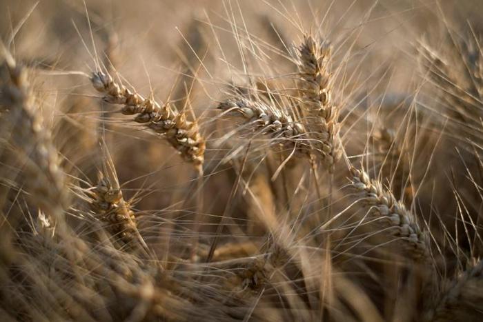 A new report said there is "mounting evidence that the biodiversity that underpins our food systems, at all levels, is declining" globally