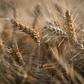 A new report said there is "mounting evidence that the biodiversity that underpins our food systems, at all levels, is declining" globally