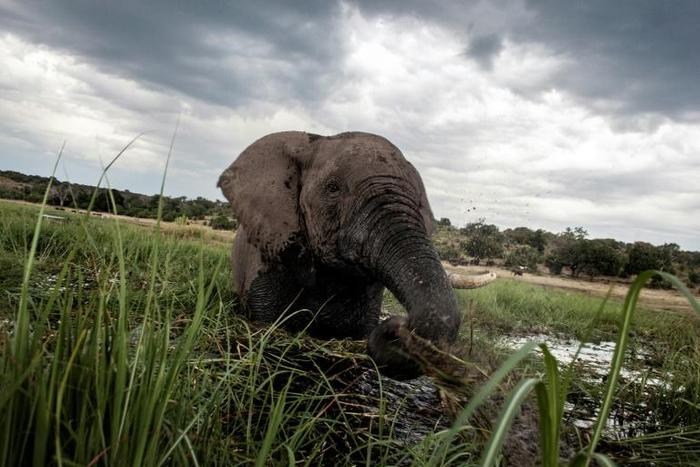 An elephant splashes at sunset in the waters of the Chobe river in Botswana Chobe National Park