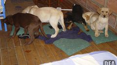 Veterinarian Who Used Puppies As Mules for Heroin Is Sentenced
