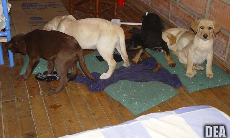 Veterinarian Who Used Puppies As Mules for Heroin Is Sentenced