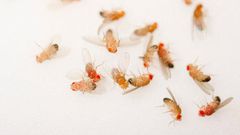 Sleepless flies lived long lives, so why not us?