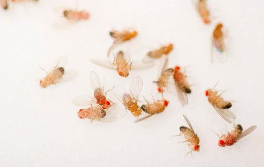 Sleepless flies lived long lives, so why not us?