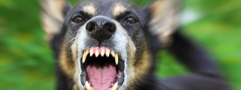 Rabid dog