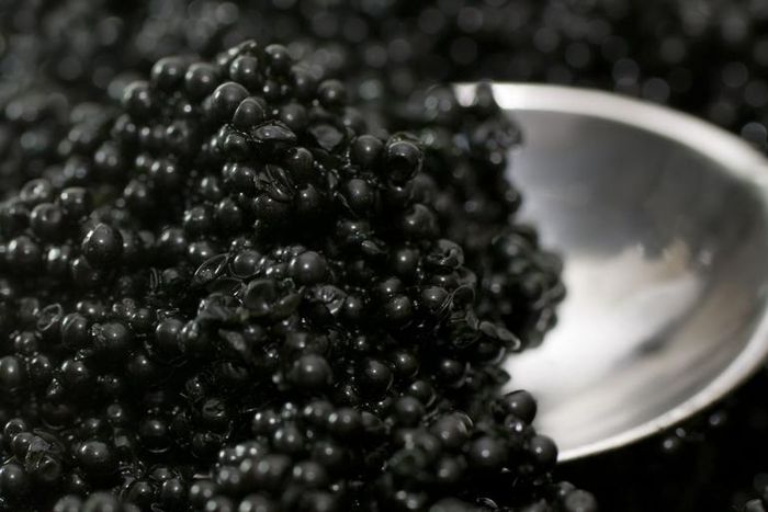 Dr. Pimple Popper Extracts Limitless Blackheads