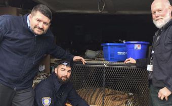 Tiger Found in Abandoned House by Person Who Just Wanted to Smoke Pot