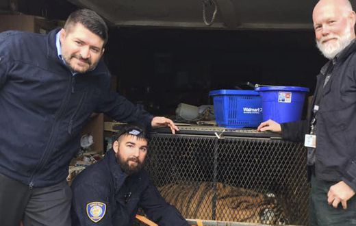 Tiger Found in Abandoned House by Person Who Just Wanted to Smoke Pot